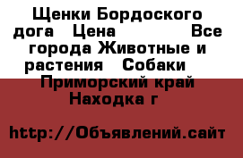 Щенки Бордоского дога › Цена ­ 60 000 - Все города Животные и растения » Собаки   . Приморский край,Находка г.